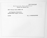 Ostropa barbara image